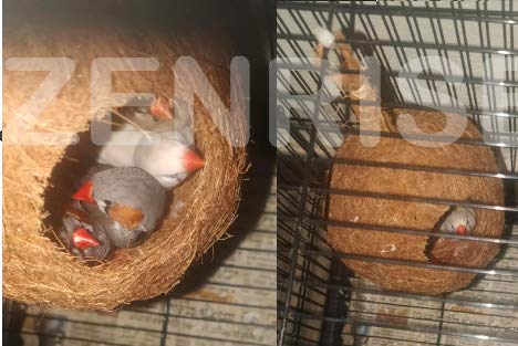 ZENRISE Coconut Fiber Hanging Bird nest House for Cage, Balcony - Business packs