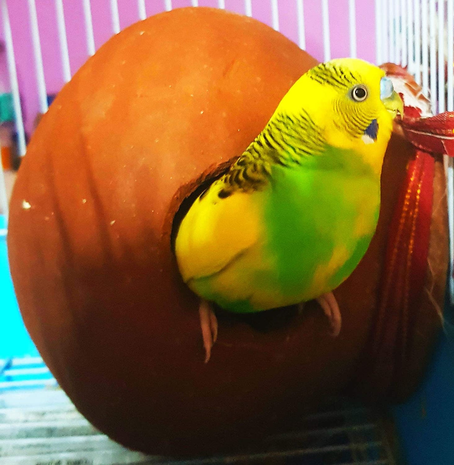 ZENRISE® Budgies Love Birds டெரகோட்டா மண்பாண்ட மண் மாட்கி பாட் பேர்ட் ஹவுஸ் (இந்திய களிமண், பழுப்பு, 15 செ.மீ.)