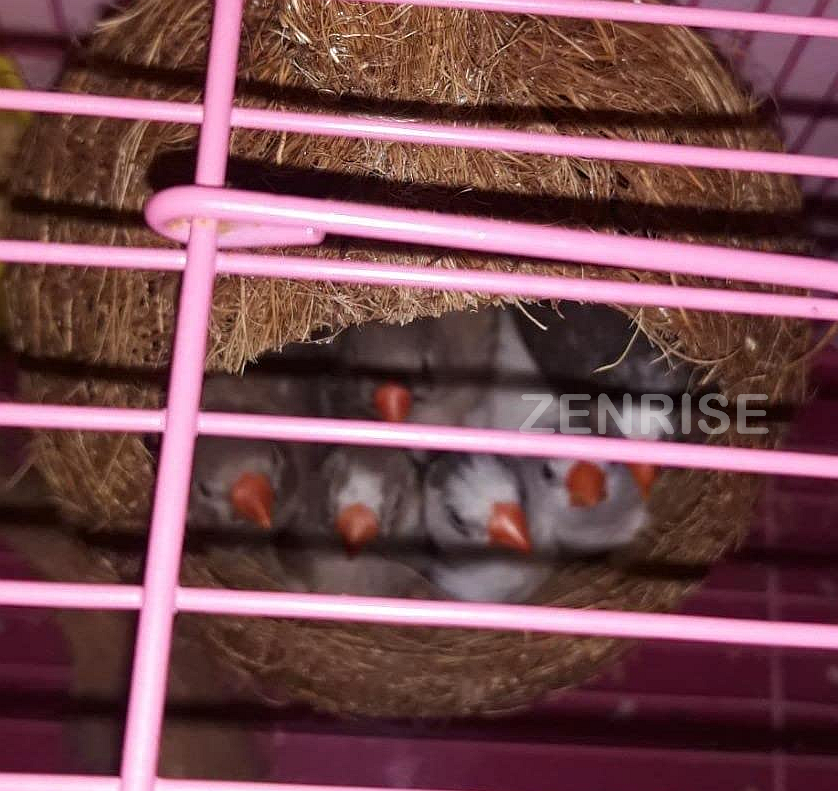 ZENRISE Coconut Fiber Hanging Bird nest House for Cage, Balcony - Pack of 4