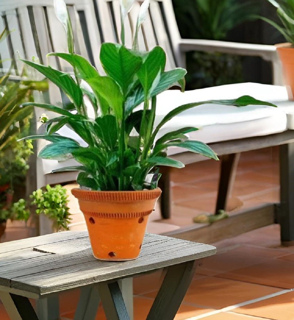 ZENRISE Terracotta Clay Planter Pot with Holes for Orchid and Indoor Outdoor Plants, Brown, 15 cm - 2 Piece