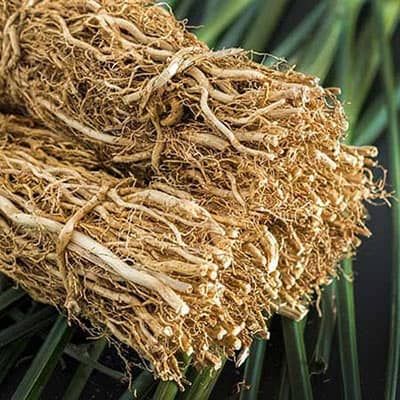 ZENRISE vetiver kHUS root - 200 gms for home and personal use, Fragrance and herbal use, Summer water cooling