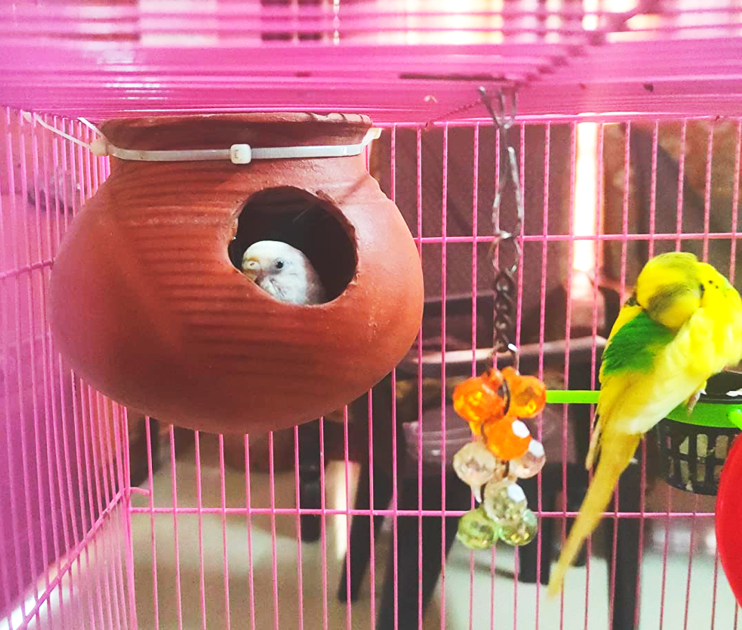 ZENRISE® Budgies Love Birds டெரகோட்டா மண்பாண்ட மண் மாட்கி பாட் பேர்ட் ஹவுஸ் (இந்திய களிமண், பழுப்பு, 15 செ.மீ.) 