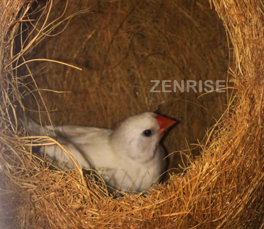 கூண்டு பறவைகளுக்கான வளைவு நுழைவாயிலுடன் கூடிய ZENRISE தேங்காய் நார் பறவை கூடு ஊஞ்சல் (பழுப்பு நிற, பேக் ஆஃப் 2) 