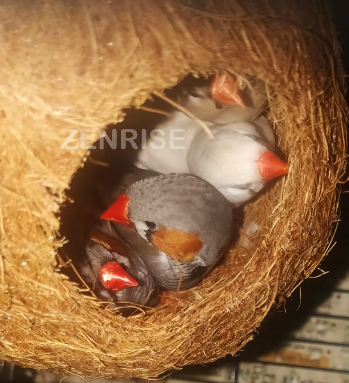 ZENRISE® पालतू जानवरों और बालकनी पक्षियों के लिए पक्षियों के लिए घोंसला, स्पैरो फिंच ब्रीडिंग (बेज, 100% कॉयर), 2 का सेट 